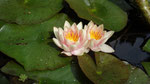 Les deux premiers nénuphar (nymphaea)