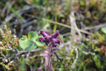 Aquilegia alpina