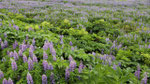 Le lupin bleu d'Alaska (Lupinus nootkatensis) 