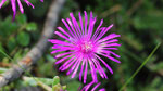 Pourpier de Cooper (Delosperma cooperi)