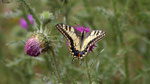 Machaon ou Grand porte-queue, Papilio machaon,