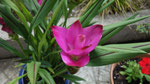 Curcuma alismatifolia ou Tulipe de Thaïlande