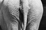 Asiatischer Elefant im Zoo Zürich