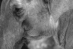 Asiatischer Elefant im Zürcher Zoo