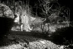  Persischer Leopard im Dählhölzli