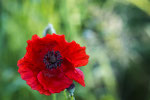 Klatschmohn