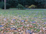 Friedhof an der Lilienthalstraße