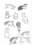Sase's Cats 2　
