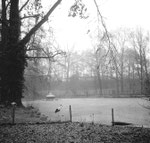 Lange Erlen im tiefen Winter 1962/1963 (wochenlang bis 20 Grad unter Null)