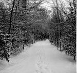 Die Lange Erlen im sehr kalten und langen Winter 1962/1963 (wochenlang bis 20 Grad unter Null)