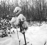 Lange Erlen im schneereichen Winter 1962/1963