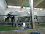 Innenansicht des Elefantenhauses im Zoologischen Garten Basel, 2014