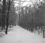 Ein Waldwegen den Langen Erlen gegen Riehen, 1962/1963