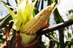 Organischer Mais aus Tlaxcala