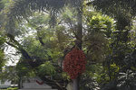 Indische sering,  Kralenboom. Latijnse naam: Melia azedarach