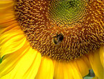 Sonnenblume bekommt Besuch