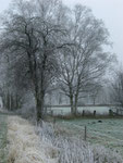Dezembermorgen im Moor