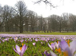 Wilde Krokusse im Schlosspark