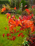 Oktoberpracht im Garten