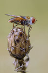 Breitflügelige Raupenfliege / Ectophasia crassipennis