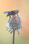 Breitflügelige Raupenfliege / Ectophasia crassipennis