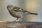 Buchfink (Weibchen)