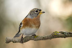 Bergfink  (Weibchen)