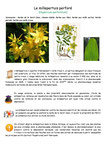 Herbes de la Saint Jean Plantes sauvages, comestibles et médicinales