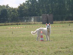 Obedience Vorausschicken