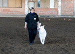 Obedience Beginner 2011