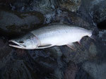 夏になると一度は釣りに行きたくなる海の銀ピカのカラフトマス。ショアから釣ったそれには、お尻の周りにはシーライスがくっついていた。海の魚らしい素晴らしい走りで楽しませてくれます。