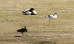 Vanneau huppé, avocette et au fond un tadorne de Belon