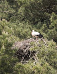 Cigogne blanche