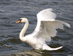 Cygne