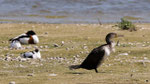 Tadorne de Belon, avocette et grand cormoran femelle