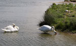 Cygne