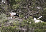 Dans la héronnière, une cigogne blanche et ses trois petits