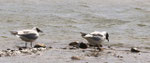 Mouette rieuse