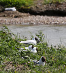 Mouette rieuse