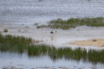 Avocette élégante