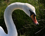 Cygne