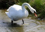 Cygne