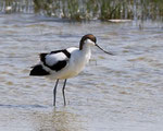 Avocette élégante