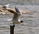 Mouette rieuse