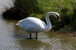 Cygne