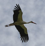 Cigogne blanche en vol