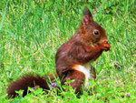 Eichhörnchen (Foto: Wolfgang Voigt)