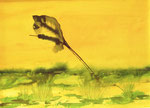 Feder im Wind, Aquarell auf Karton, 40 x 30