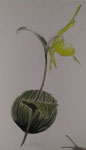 Orchide - Aquarell auf Papier in Passepartout 40 x 50 - 60,- Euro