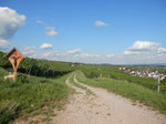 einer der vielen Spazierwege Geisenheim-Rüdesheim durch die Weinberge /one of the many walks